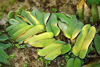 Salvinia oblongifolia