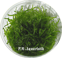 Taxiphyllum alternans Taiwan Moss