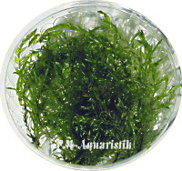 Fissidens antipyretica