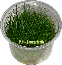 Eleocharis parvula, invitro