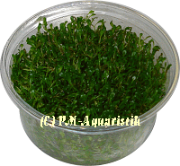 Glossostigma elatinoides, invitro