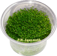 Hemianthus callitrichoides, in vitro