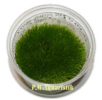 Utricularia graminifolia, in vitro