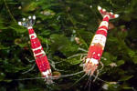 Caridina cf. cantonensis