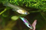 Poecilia reticulata