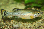 Ilyodon xantusi