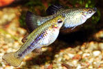 Limia perugiae