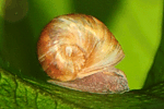 Posthornschnecke