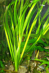 Vallisneria spiralis