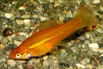 Xiphophorus helleri